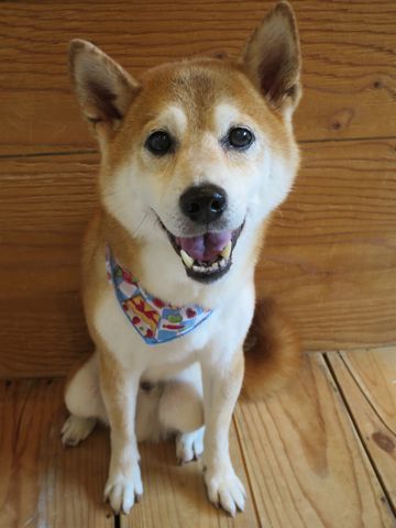 柴犬トリミング文京区柴犬読み方しばけんしばいぬトリミング東京柴犬抜け毛換毛期フントヒュッテ駒込初トリミング都内かわいい柴犬画像日本犬犬の換毛期かわいい柴犬色3.jpg