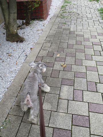 ミニチュアシュナウザーペットホテル様子おさんぽ犬おあずかり文京区フントヒュッテ東京シュナトリミング画像都内ペットホテル駒込ミニチュア・シュナウザーカットza.jpg
