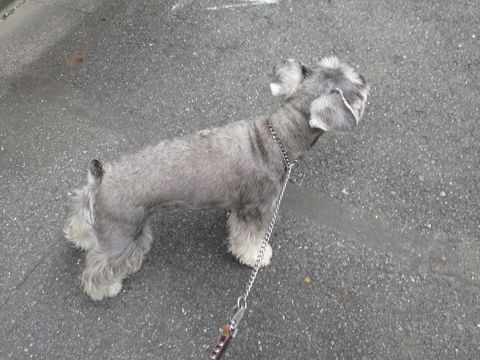 ミニチュアシュナウザーペットホテル様子おさんぽ犬おあずかり文京区フントヒュッテ東京シュナトリミング画像都内ペットホテル駒込ミニチュア・シュナウザーカットzb.jpg