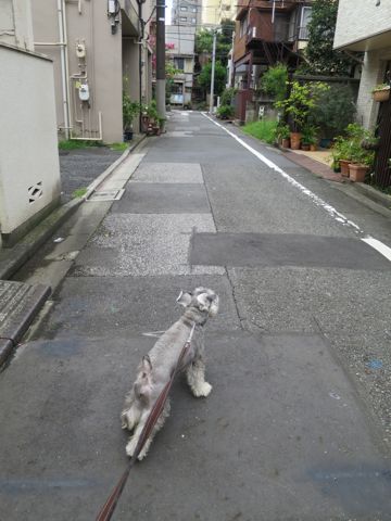ミニチュアシュナウザーペットホテル様子おさんぽ犬おあずかり文京区フントヒュッテ東京シュナトリミング画像都内ペットホテル駒込ミニチュア・シュナウザーカットzd.jpg