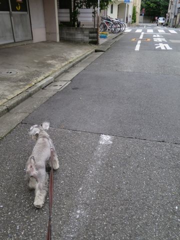 ミニチュアシュナウザーペットホテル様子おさんぽ犬おあずかり文京区フントヒュッテ東京シュナトリミング画像都内ペットホテル駒込ミニチュア・シュナウザーカットze.jpg