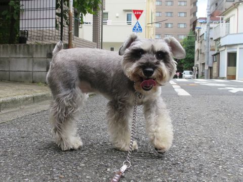 ミニチュアシュナウザーペットホテル様子おさんぽ犬おあずかり文京区フントヒュッテ東京シュナトリミング画像都内ペットホテル駒込ミニチュア・シュナウザーカットzf.jpg
