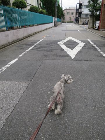 ミニチュアシュナウザーペットホテル様子おさんぽ犬おあずかり文京区フントヒュッテ東京シュナトリミング画像都内ペットホテル駒込ミニチュア・シュナウザーカットzg.jpg