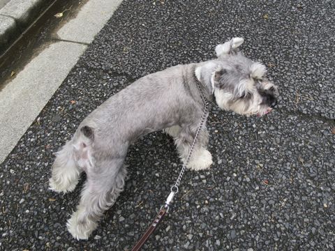 ミニチュアシュナウザーペットホテル様子おさんぽ犬おあずかり文京区フントヒュッテ東京シュナトリミング画像都内ペットホテル駒込ミニチュア・シュナウザーカットzh.jpg