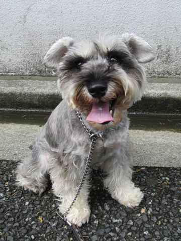 ミニチュアシュナウザーペットホテル様子おさんぽ犬おあずかり文京区フントヒュッテ東京シュナトリミング画像都内ペットホテル駒込ミニチュア・シュナウザーカットzz.jpg