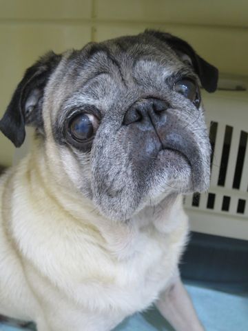 パグペットホテル様子おさんぽ犬おあずかり文京区フントヒュッテ東京パグトリミング画像都内ペットホテル駒込パグ夏注意パグ夏対策短頭種とは1.jpg