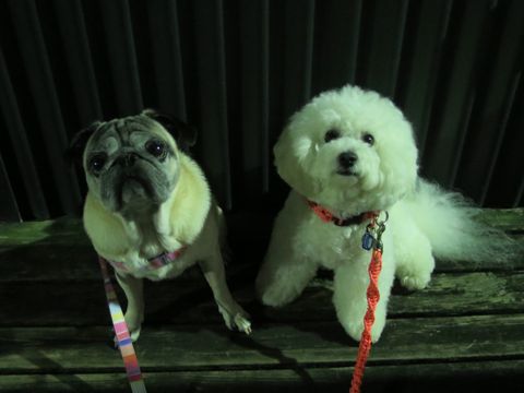パグペットホテル様子おさんぽ犬おあずかり文京区フントヒュッテ東京パグトリミング画像都内ペットホテル駒込パグ夏注意パグ夏対策短頭種とは44.jpg
