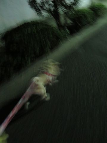 パグペットホテル様子おさんぽ犬おあずかり文京区フントヒュッテ東京パグトリミング画像都内ペットホテル駒込パグ夏注意パグ夏対策短頭種とは45.jpg