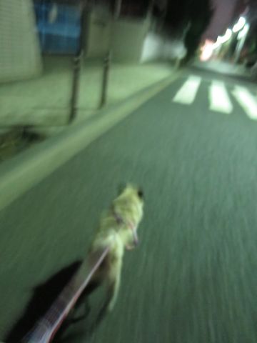 パグペットホテル様子おさんぽ犬おあずかり文京区フントヒュッテ東京パグトリミング画像都内ペットホテル駒込パグ夏注意パグ夏対策短頭種とは46.jpg