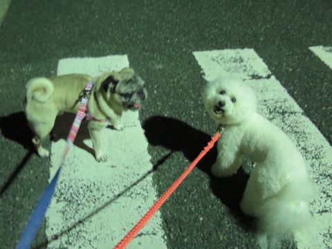 パグペットホテル様子おさんぽ犬おあずかり文京区フントヒュッテ東京パグトリミング画像都内ペットホテル駒込パグ夏注意パグ夏対策短頭種とは47.jpg