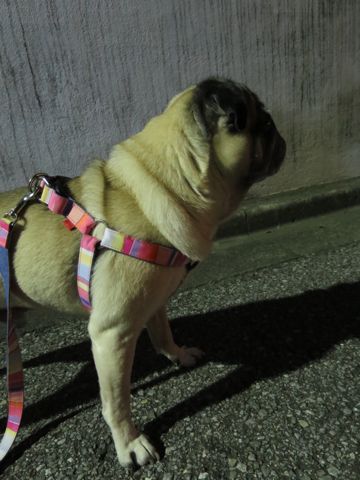 パグペットホテル様子おさんぽ犬おあずかり文京区フントヒュッテ東京パグトリミング画像都内ペットホテル駒込パグ夏注意パグ夏対策短頭種とは48.jpg