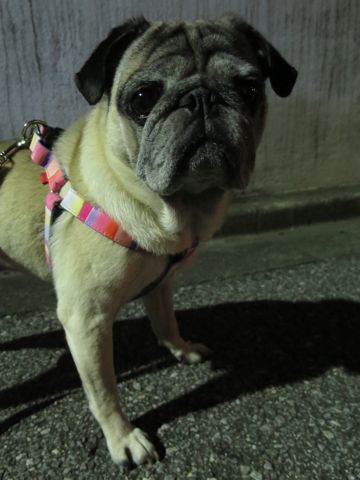 パグペットホテル様子おさんぽ犬おあずかり文京区フントヒュッテ東京パグトリミング画像都内ペットホテル駒込パグ夏注意パグ夏対策短頭種とは49.jpg