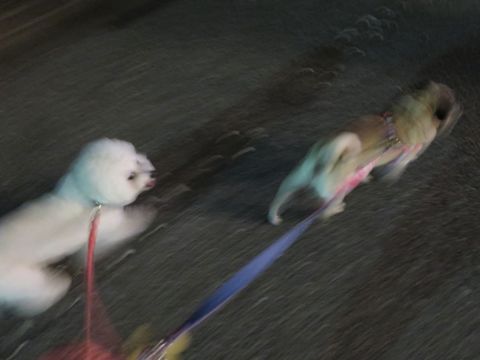 パグペットホテル様子おさんぽ犬おあずかり文京区フントヒュッテ東京パグトリミング画像都内ペットホテル駒込パグ夏注意パグ夏対策短頭種とは50.jpg