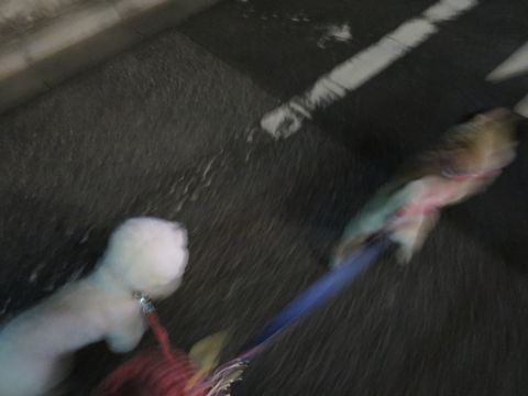 パグペットホテル様子おさんぽ犬おあずかり文京区フントヒュッテ東京パグトリミング画像都内ペットホテル駒込パグ夏注意パグ夏対策短頭種とは51.jpg