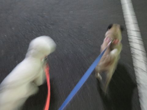 パグペットホテル様子おさんぽ犬おあずかり文京区フントヒュッテ東京パグトリミング画像都内ペットホテル駒込パグ夏注意パグ夏対策短頭種とは52.jpg
