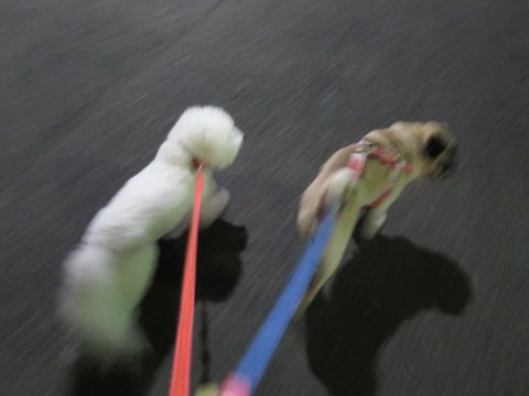 パグペットホテル様子おさんぽ犬おあずかり文京区フントヒュッテ東京パグトリミング画像都内ペットホテル駒込パグ夏注意パグ夏対策短頭種とは53.jpg