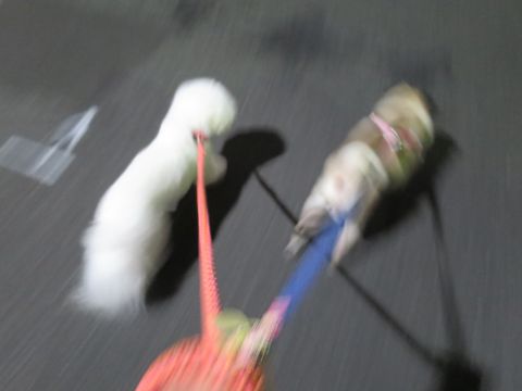 パグペットホテル様子おさんぽ犬おあずかり文京区フントヒュッテ東京パグトリミング画像都内ペットホテル駒込パグ夏注意パグ夏対策短頭種とは55.jpg