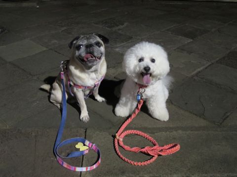 パグペットホテル様子おさんぽ犬おあずかり文京区フントヒュッテ東京パグトリミング画像都内ペットホテル駒込パグ夏注意パグ夏対策短頭種とは56.jpg
