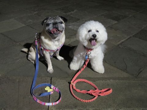 パグペットホテル様子おさんぽ犬おあずかり文京区フントヒュッテ東京パグトリミング画像都内ペットホテル駒込パグ夏注意パグ夏対策短頭種とは57.jpg