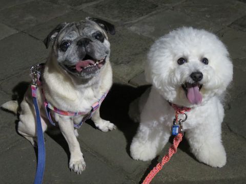 パグペットホテル様子おさんぽ犬おあずかり文京区フントヒュッテ東京パグトリミング画像都内ペットホテル駒込パグ夏注意パグ夏対策短頭種とは58.jpg