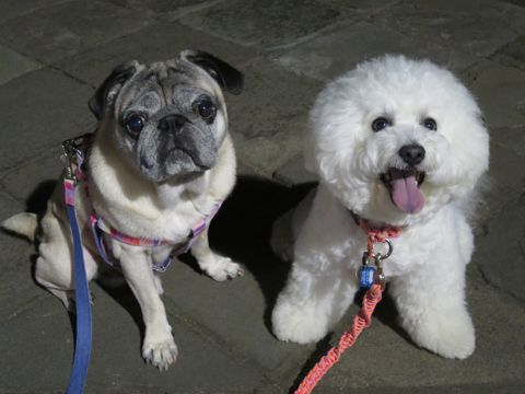 パグペットホテル様子おさんぽ犬おあずかり文京区フントヒュッテ東京パグトリミング画像都内ペットホテル駒込パグ夏注意パグ夏対策短頭種とは59.jpg