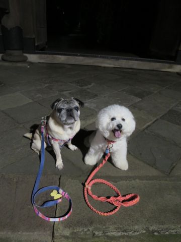 パグペットホテル様子おさんぽ犬おあずかり文京区フントヒュッテ東京パグトリミング画像都内ペットホテル駒込パグ夏注意パグ夏対策短頭種とは60.jpg