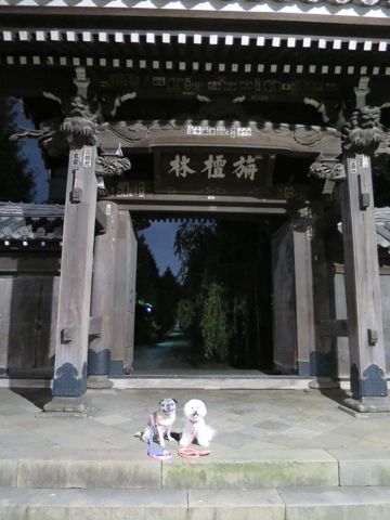 パグペットホテル様子おさんぽ犬おあずかり文京区フントヒュッテ東京パグトリミング画像都内ペットホテル駒込パグ夏注意パグ夏対策短頭種とは61.jpg