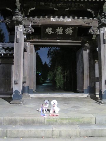 パグペットホテル様子おさんぽ犬おあずかり文京区フントヒュッテ東京パグトリミング画像都内ペットホテル駒込パグ夏注意パグ夏対策短頭種とは62.jpg