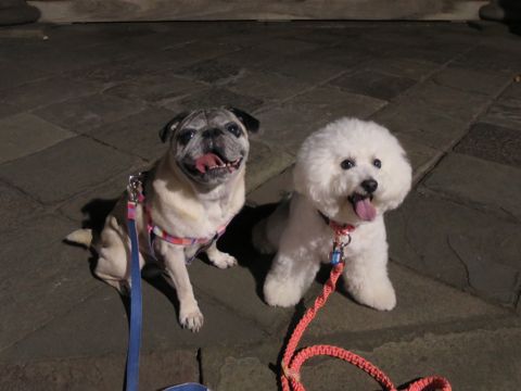 パグペットホテル様子おさんぽ犬おあずかり文京区フントヒュッテ東京パグトリミング画像都内ペットホテル駒込パグ夏注意パグ夏対策短頭種とは63.jpg