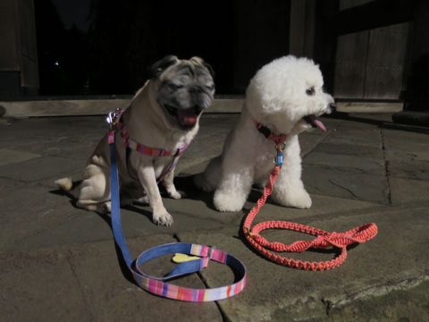 パグペットホテル様子おさんぽ犬おあずかり文京区フントヒュッテ東京パグトリミング画像都内ペットホテル駒込パグ夏注意パグ夏対策短頭種とは64.jpg