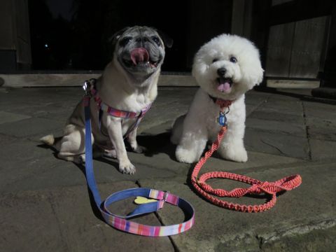 パグペットホテル様子おさんぽ犬おあずかり文京区フントヒュッテ東京パグトリミング画像都内ペットホテル駒込パグ夏注意パグ夏対策短頭種とは65.jpg