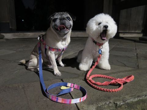 パグペットホテル様子おさんぽ犬おあずかり文京区フントヒュッテ東京パグトリミング画像都内ペットホテル駒込パグ夏注意パグ夏対策短頭種とは66.jpg