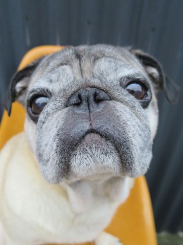 パグペットホテル様子おさんぽ犬おあずかり文京区フントヒュッテ東京パグトリミング画像都内ペットホテル駒込パグ夏注意パグ夏対策短頭種とは88.jpg
