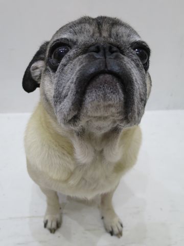 パグペットホテル様子おさんぽ犬おあずかり文京区フントヒュッテ東京パグトリミング画像都内ペットホテル駒込パグ夏注意パグ夏対策短頭種とは_2_1.jpg