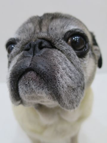 パグペットホテル様子おさんぽ犬おあずかり文京区フントヒュッテ東京パグトリミング画像都内ペットホテル駒込パグ夏注意パグ夏対策短頭種とは_2_2.jpg