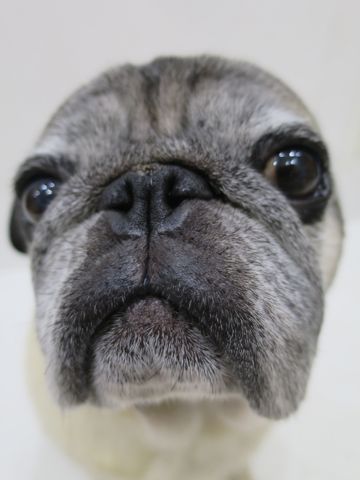 パグペットホテル様子おさんぽ犬おあずかり文京区フントヒュッテ東京パグトリミング画像都内ペットホテル駒込パグ夏注意パグ夏対策短頭種とは_2_3.jpg