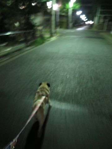 パグペットホテル様子おさんぽ犬おあずかり文京区フントヒュッテ東京パグトリミング画像都内ペットホテル駒込パグ夏注意パグ夏対策短頭種とは_2_34.jpg