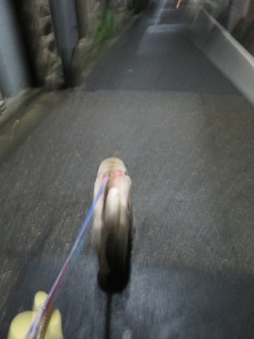 パグペットホテル様子おさんぽ犬おあずかり文京区フントヒュッテ東京パグトリミング画像都内ペットホテル駒込パグ夏注意パグ夏対策短頭種とは_2_35.jpg