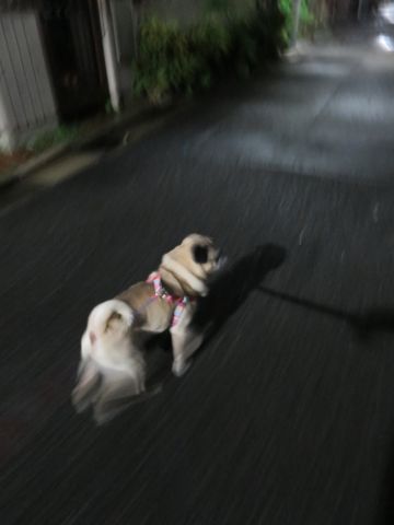 パグペットホテル様子おさんぽ犬おあずかり文京区フントヒュッテ東京パグトリミング画像都内ペットホテル駒込パグ夏注意パグ夏対策短頭種とは_2_36.jpg