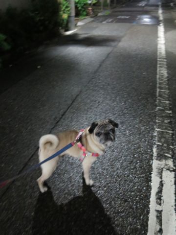 パグペットホテル様子おさんぽ犬おあずかり文京区フントヒュッテ東京パグトリミング画像都内ペットホテル駒込パグ夏注意パグ夏対策短頭種とは_2_37.jpg