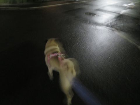 パグペットホテル様子おさんぽ犬おあずかり文京区フントヒュッテ東京パグトリミング画像都内ペットホテル駒込パグ夏注意パグ夏対策短頭種とは_2_38.jpg