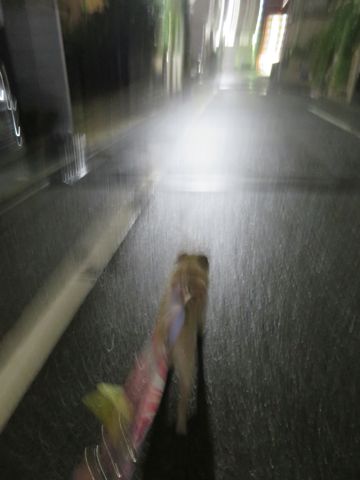 パグペットホテル様子おさんぽ犬おあずかり文京区フントヒュッテ東京パグトリミング画像都内ペットホテル駒込パグ夏注意パグ夏対策短頭種とは_2_39.jpg