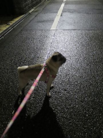 パグペットホテル様子おさんぽ犬おあずかり文京区フントヒュッテ東京パグトリミング画像都内ペットホテル駒込パグ夏注意パグ夏対策短頭種とは_2_40.jpg