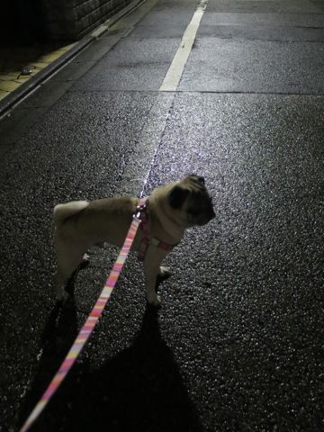 パグペットホテル様子おさんぽ犬おあずかり文京区フントヒュッテ東京パグトリミング画像都内ペットホテル駒込パグ夏注意パグ夏対策短頭種とは_2_41.jpg