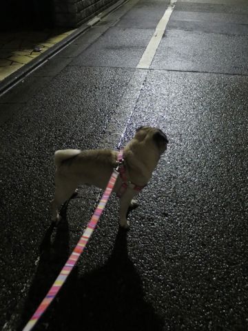 パグペットホテル様子おさんぽ犬おあずかり文京区フントヒュッテ東京パグトリミング画像都内ペットホテル駒込パグ夏注意パグ夏対策短頭種とは_2_42.jpg