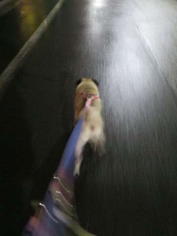 パグペットホテル様子おさんぽ犬おあずかり文京区フントヒュッテ東京パグトリミング画像都内ペットホテル駒込パグ夏注意パグ夏対策短頭種とは_2_43.jpg