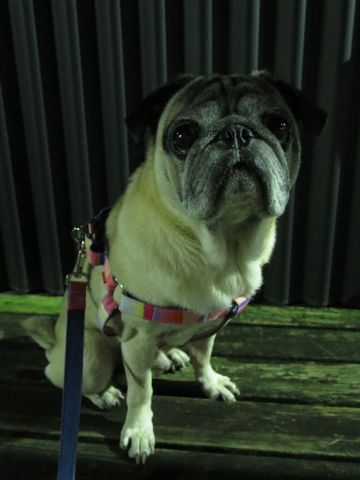 パグペットホテル様子おさんぽ犬おあずかり文京区フントヒュッテ東京パグトリミング画像都内ペットホテル駒込パグ夏注意パグ夏対策短頭種とは_2_51.jpg