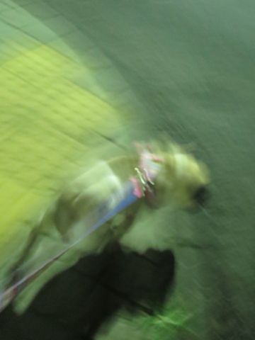 パグペットホテル様子おさんぽ犬おあずかり文京区フントヒュッテ東京パグトリミング画像都内ペットホテル駒込パグ夏注意パグ夏対策短頭種とは_2_52.jpg