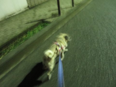 パグペットホテル様子おさんぽ犬おあずかり文京区フントヒュッテ東京パグトリミング画像都内ペットホテル駒込パグ夏注意パグ夏対策短頭種とは_2_54.jpg