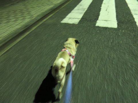 パグペットホテル様子おさんぽ犬おあずかり文京区フントヒュッテ東京パグトリミング画像都内ペットホテル駒込パグ夏注意パグ夏対策短頭種とは_2_55.jpg